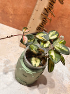 Hoya Mathilde Variegated