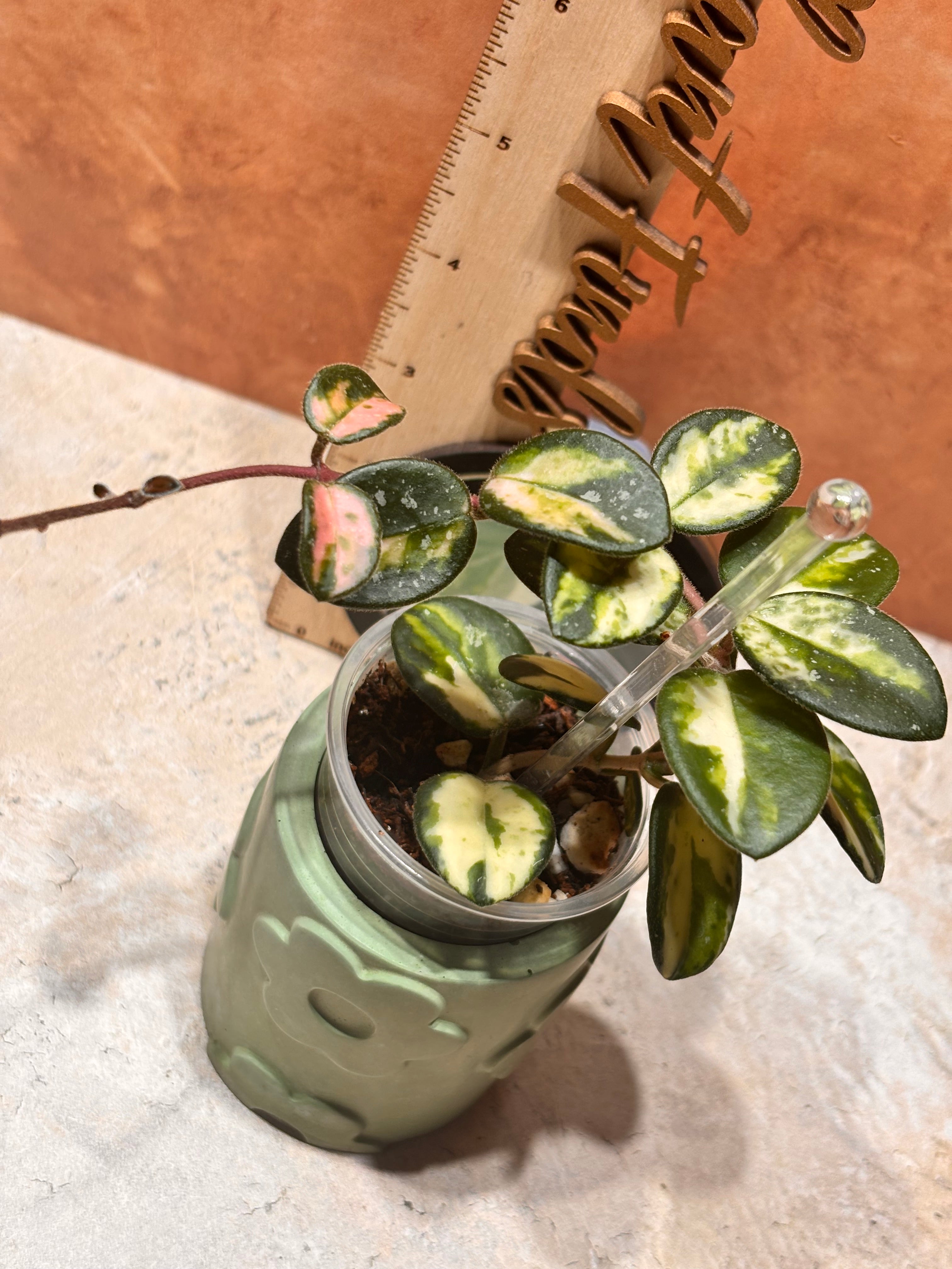 Hoya Mathilde Variegated