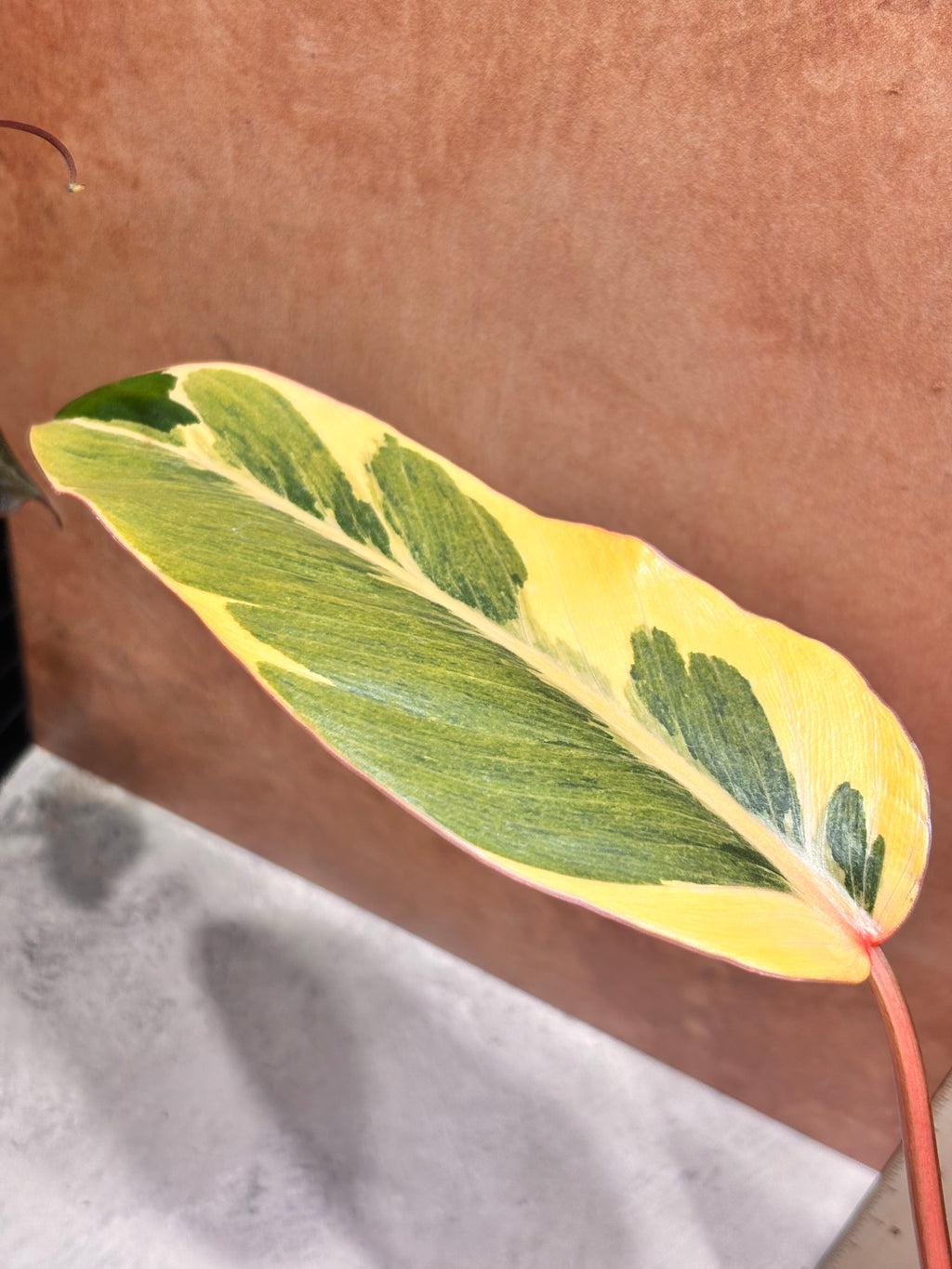 Philodendron "Shady Lady"