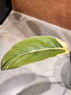 Philodendron "Shady Lady"