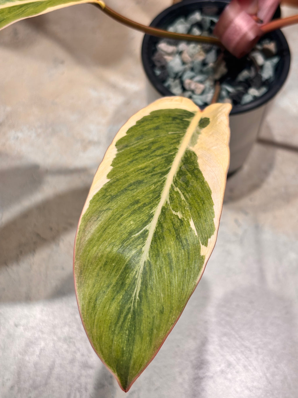 Philodendron "Shady Lady"