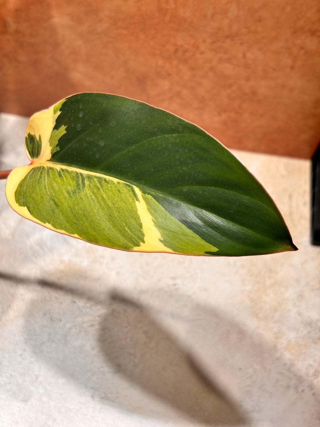 Philodendron "Shady Lady"