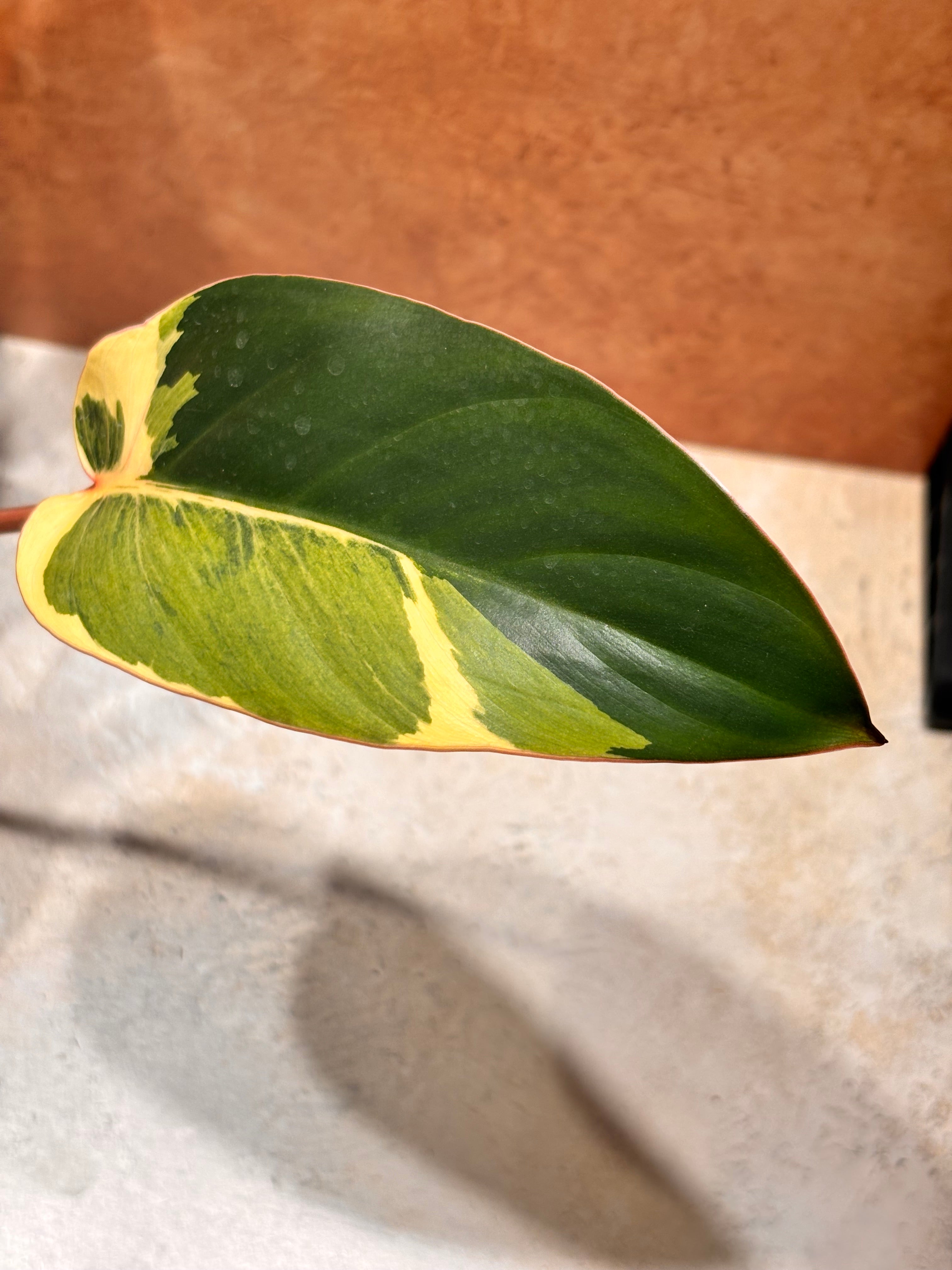 Philodendron "Shady Lady"