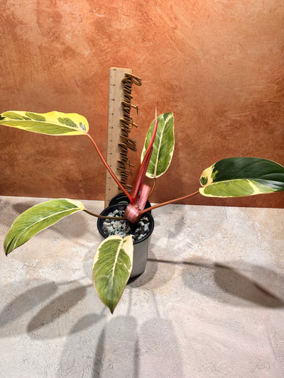 Philodendron "Shady Lady"