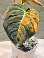 Philodendron Orange Melanochrysum
