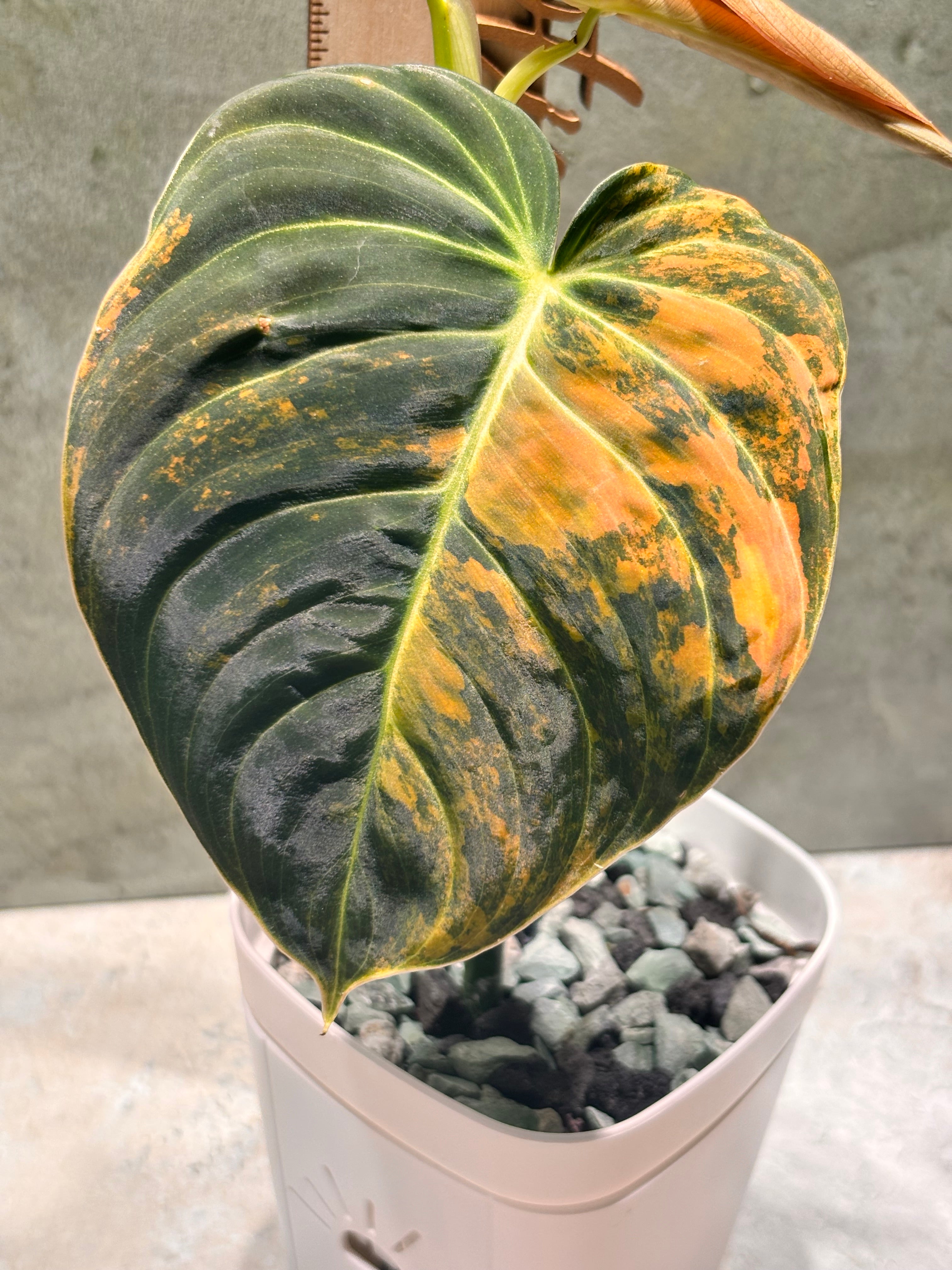 Philodendron Orange Melanochrysum