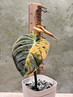 Philodendron Orange Melanochrysum