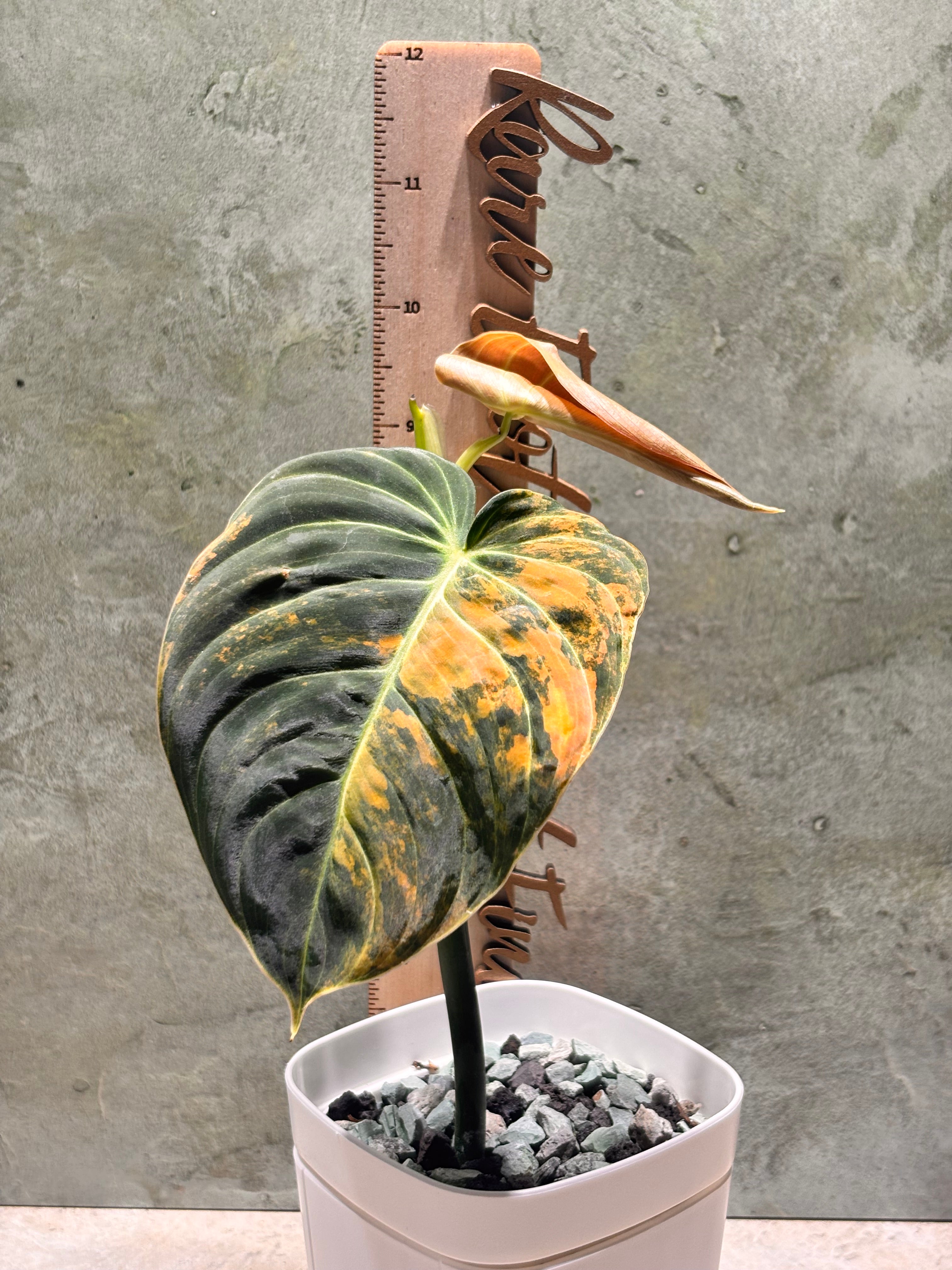 Philodendron Orange Melanochrysum