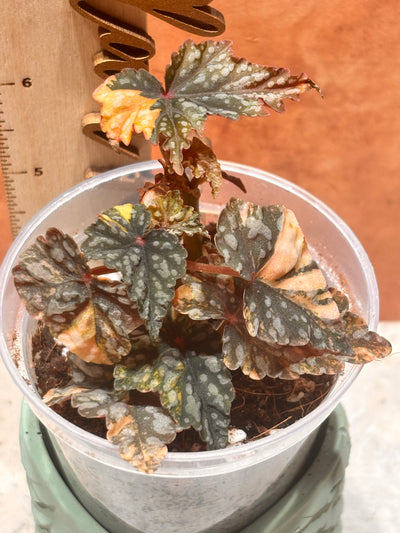 Begonia Izumo No Kiraboshi Variegated Aurea (Pink)