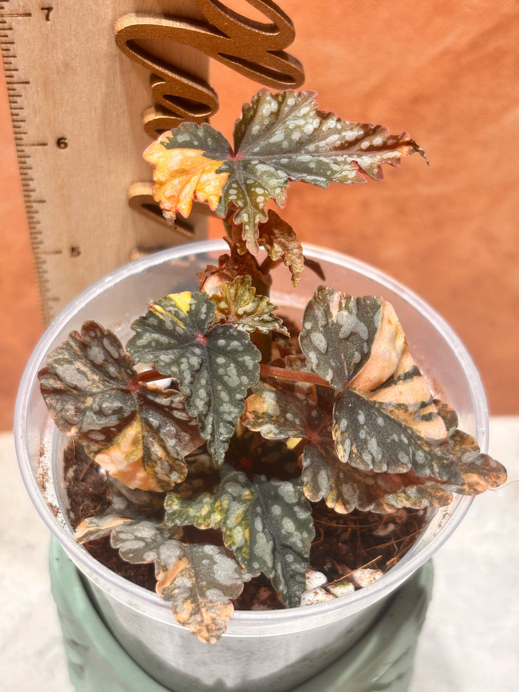 Begonia Izumo No Kiraboshi Variegated Aurea (Pink)