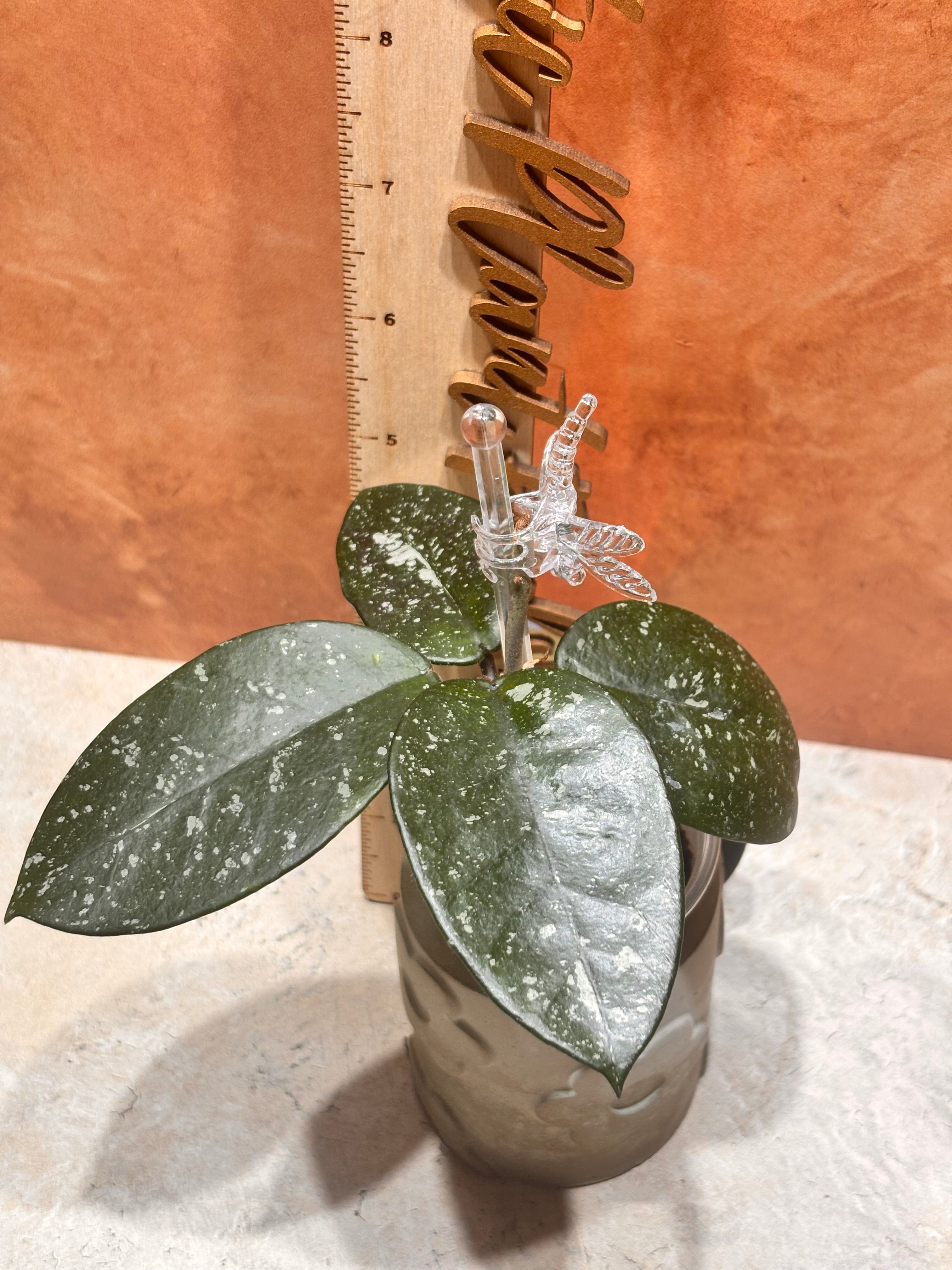 Hoya Bonii Splash