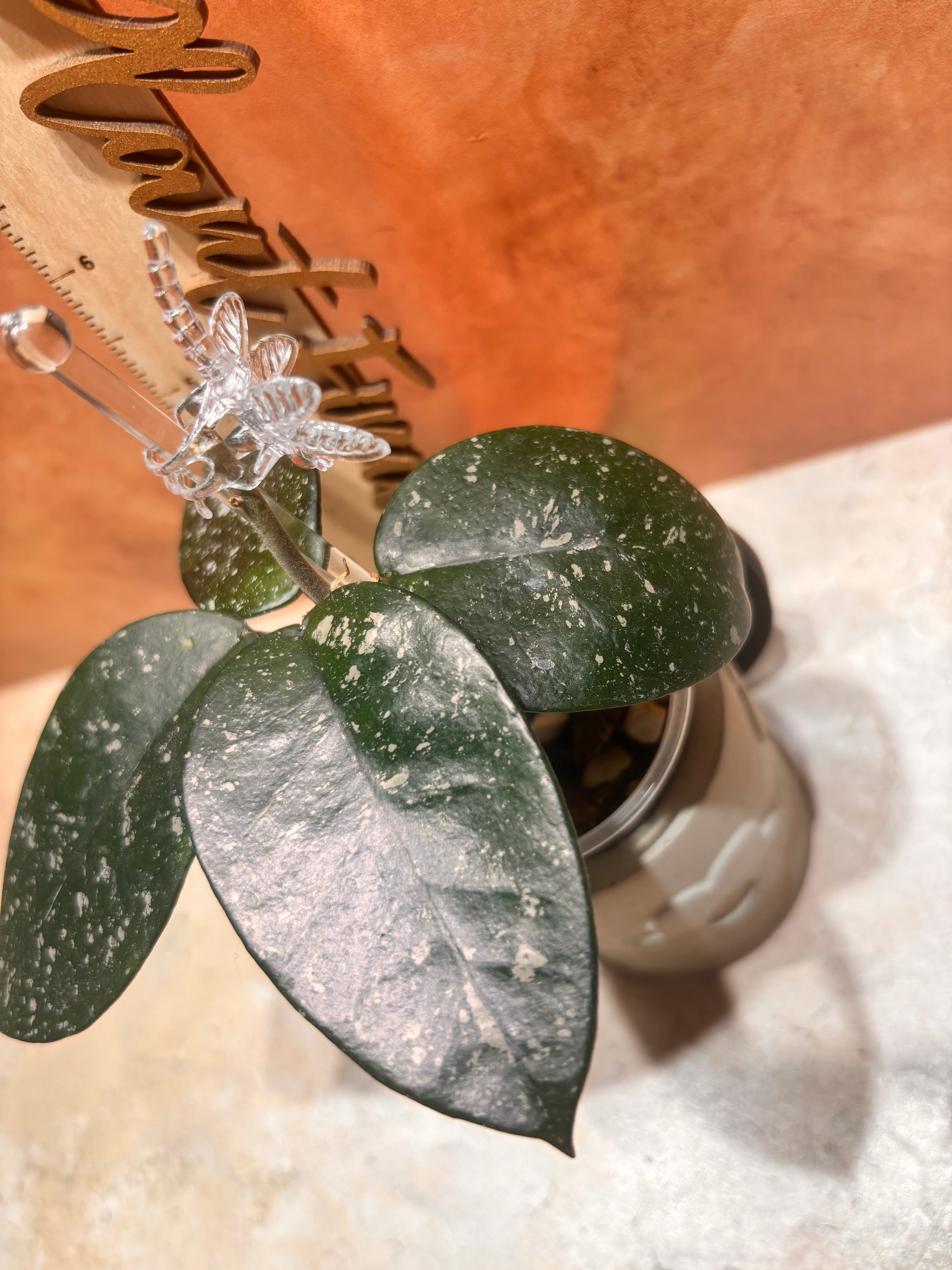 Hoya Bonii Splash