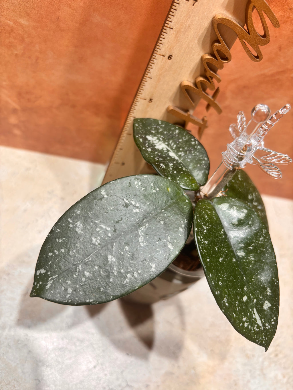 Hoya Bonii Splash
