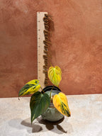 Close-up of a highly variegated Philodendron Aurea Micans, with velvet heart-shaped dark green leaves that have bright yellow variegation.