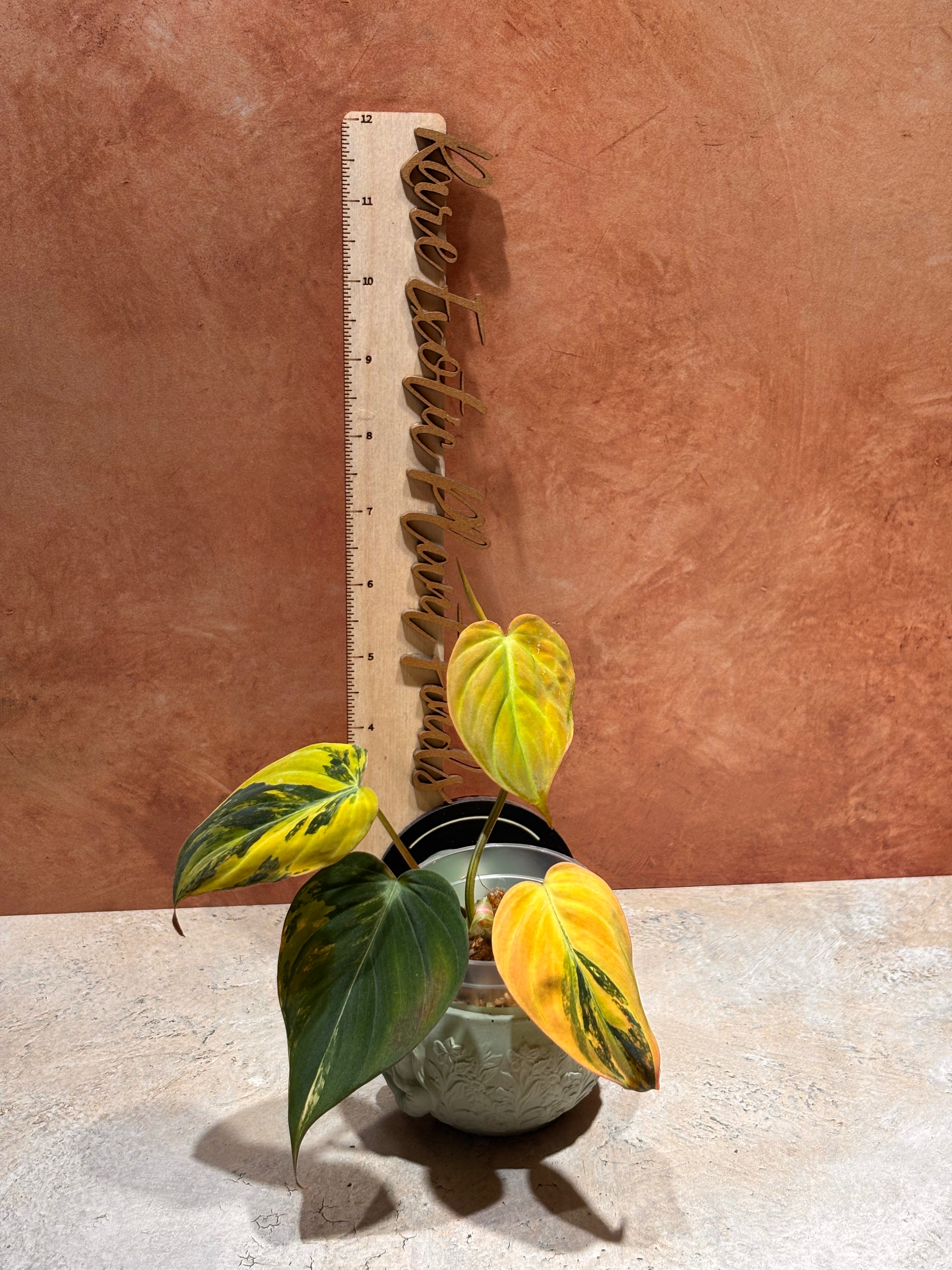 Close-up of a highly variegated Philodendron Aurea Micans, with velvet heart-shaped dark green leaves that have bright yellow variegation.