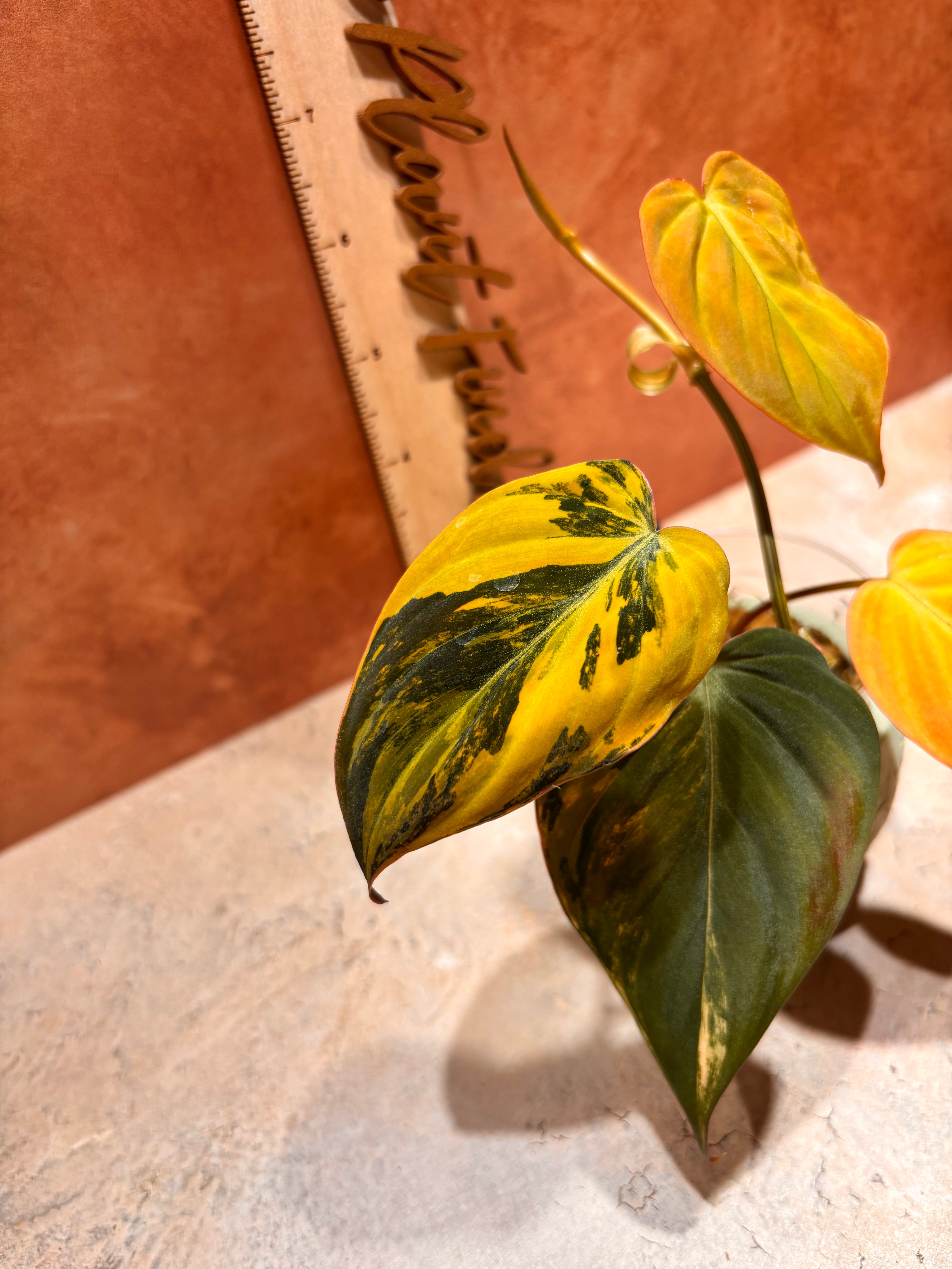 Close-up of a highly variegated Philodendron Aurea Micans, with velvet heart-shaped dark green leaves that have bright yellow variegation.