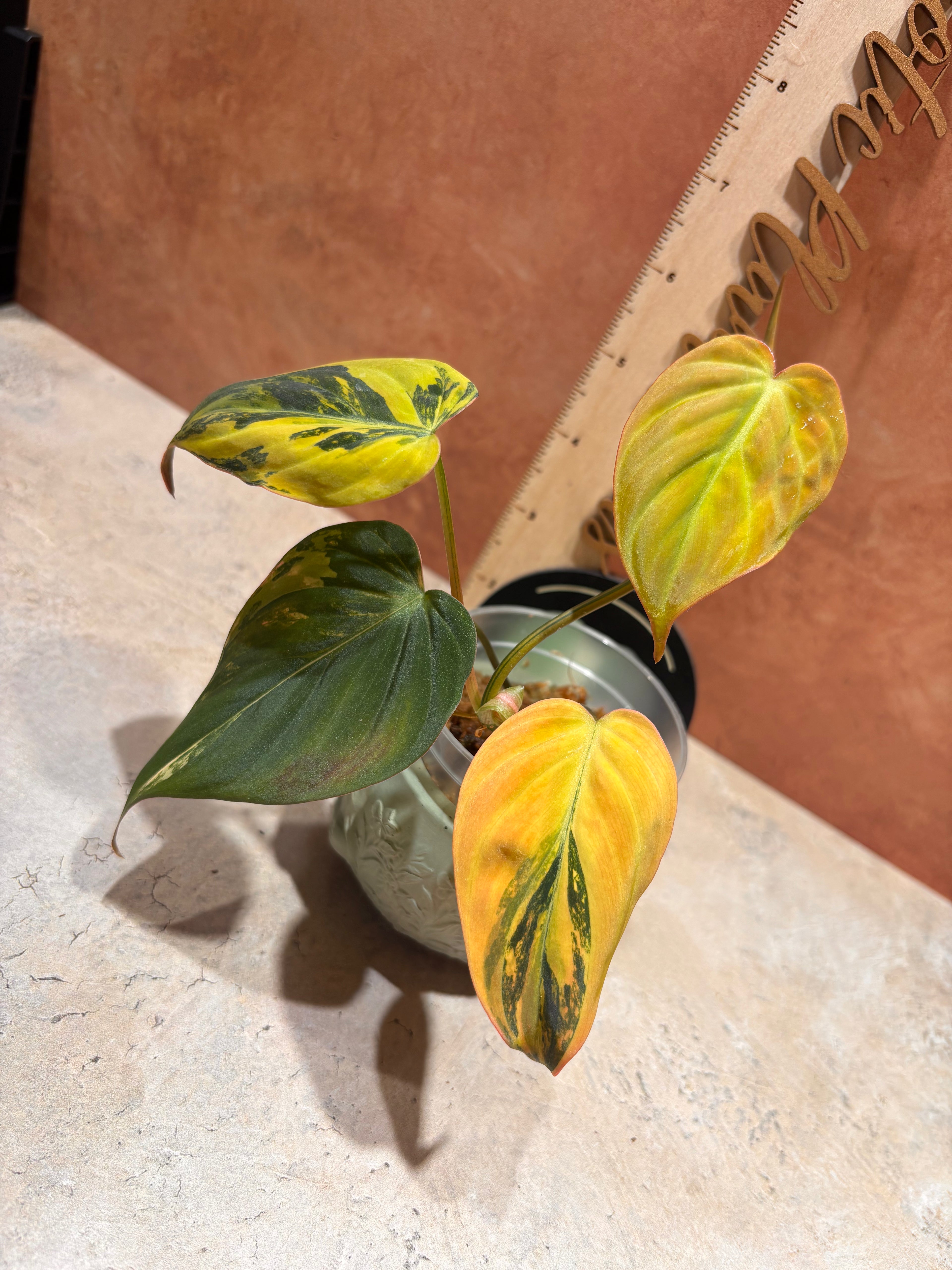 Close-up of a highly variegated Philodendron Aurea Micans, with velvet heart-shaped dark green leaves that have bright yellow variegation.