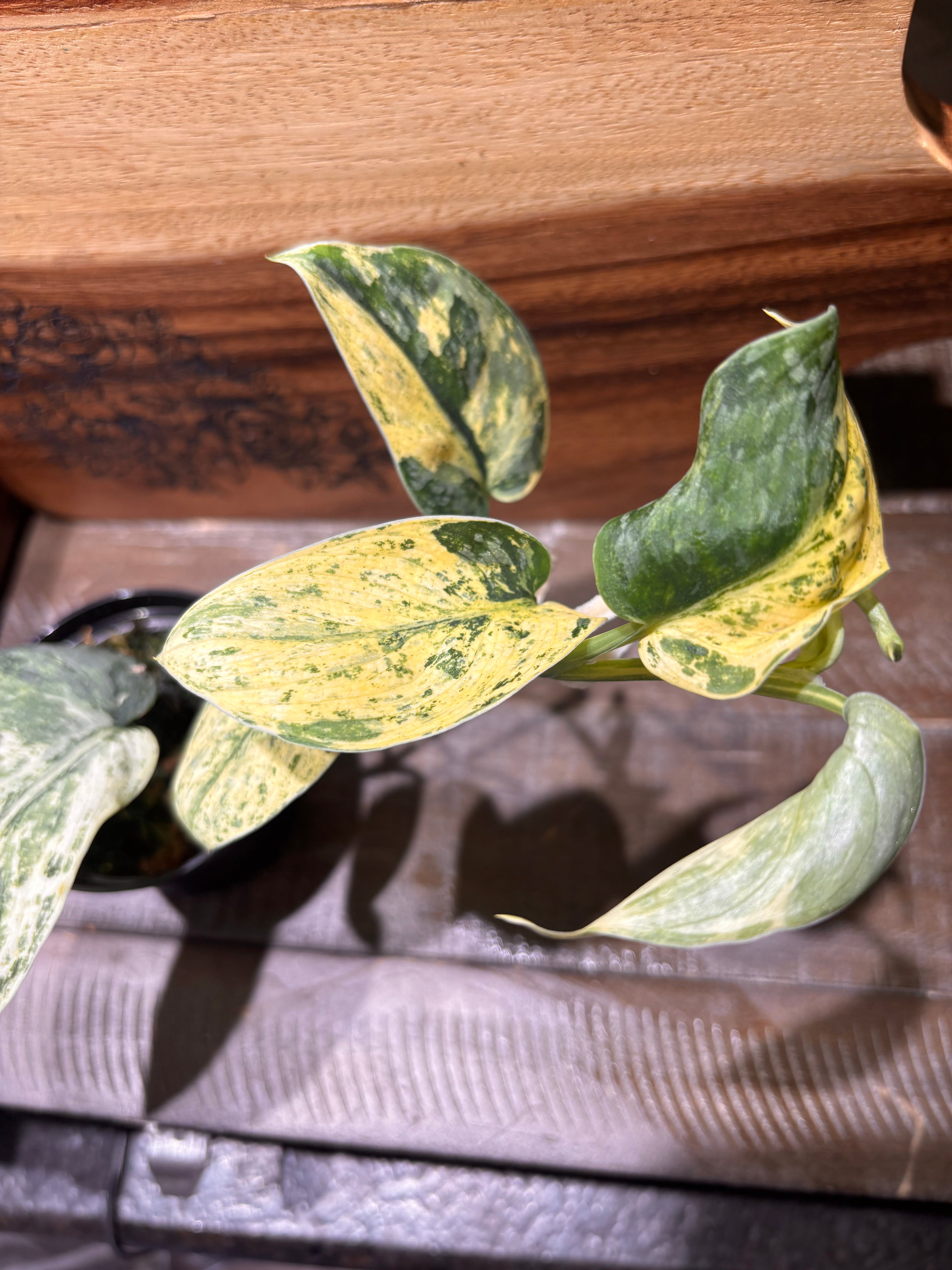 Close-up of a Scindapsus Silver Dark Cloud Variegated, with striking dark green leaves that are speckled with bright yellow variegation.