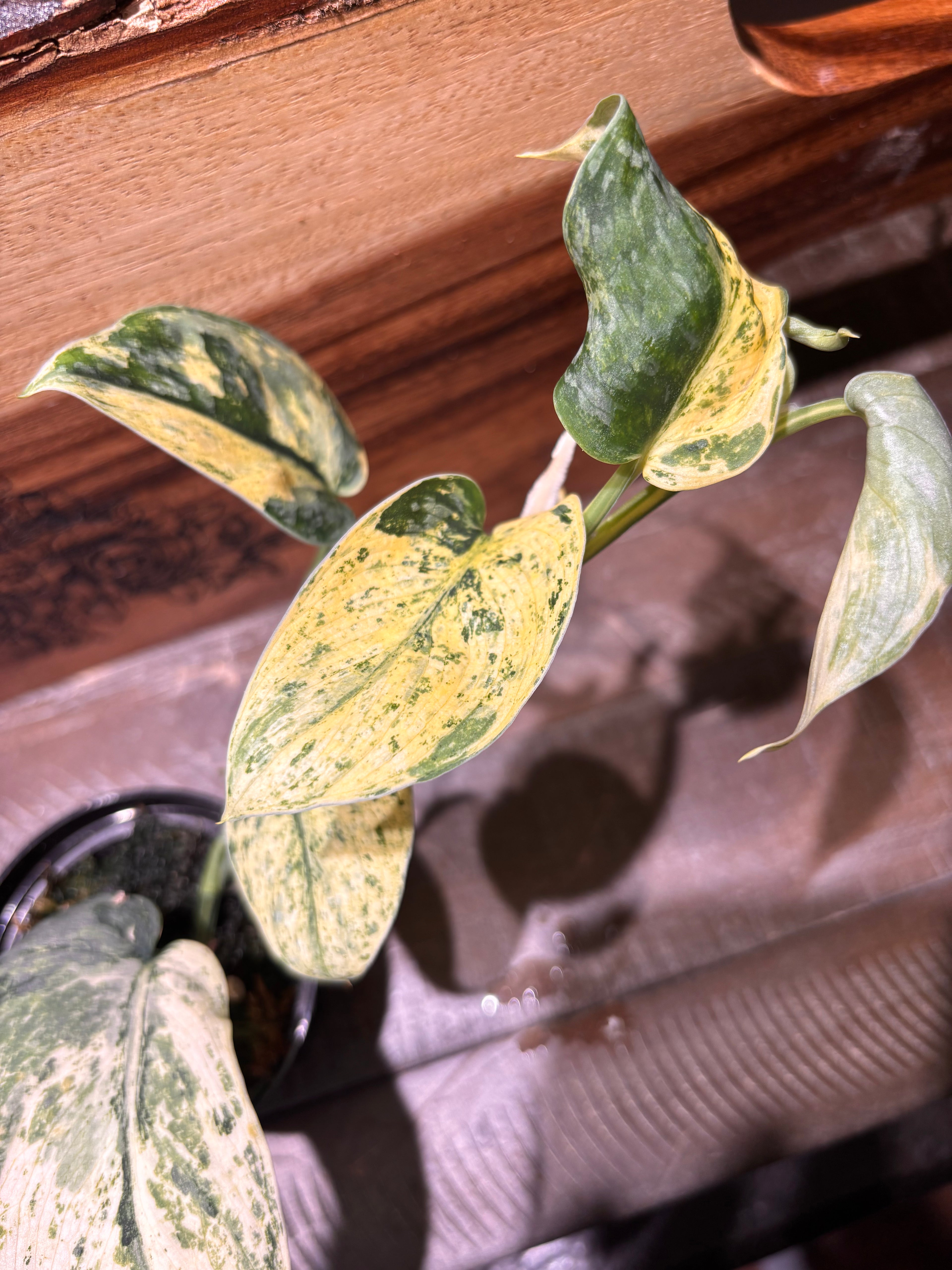 Close-up of a Scindapsus Silver Dark Cloud Variegated, with striking dark green leaves that are speckled with bright yellow variegation.