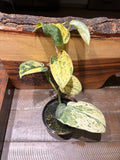 Close-up of a Scindapsus Silver Dark Cloud Variegated, with striking dark green leaves that are speckled with bright yellow variegation.