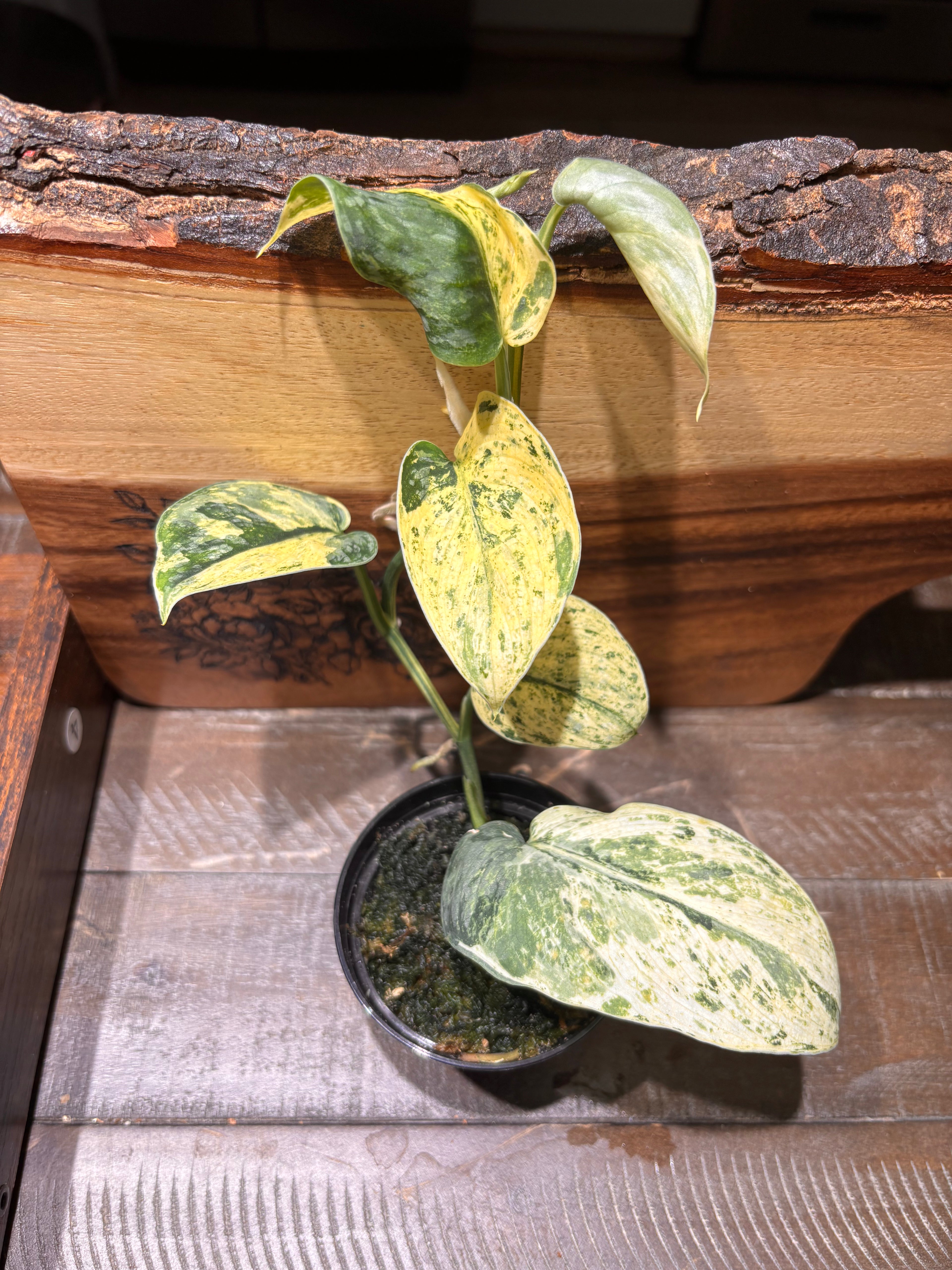 Close-up of a Scindapsus Silver Dark Cloud Variegated, with striking dark green leaves that are speckled with bright yellow variegation.