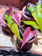 Close-up of three dioscorea plants with light green and vivid pink heart-shaped leaves.