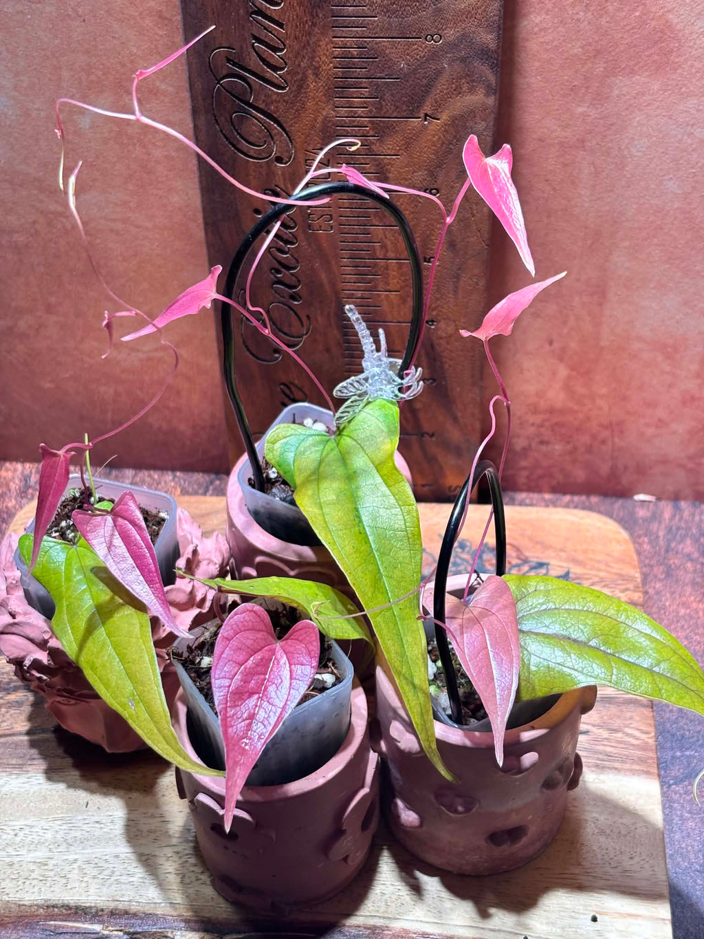 3 Dioscorea plants with heart-shaped light green and vivid pink leaves in cute clay pots against a brown background.
