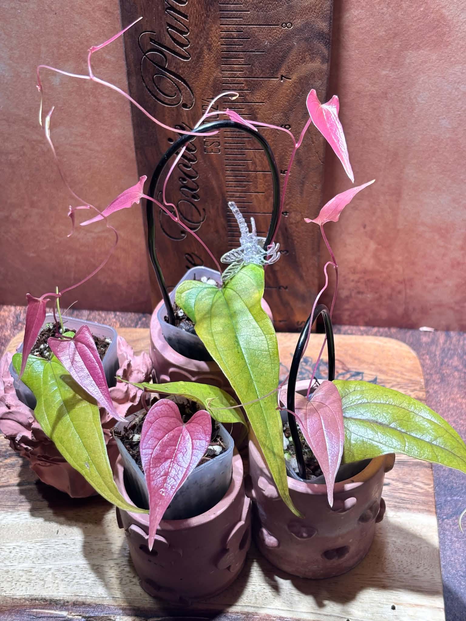 3 Dioscorea plants with heart-shaped light green and vivid pink leaves in cute clay pots against a brown background.
