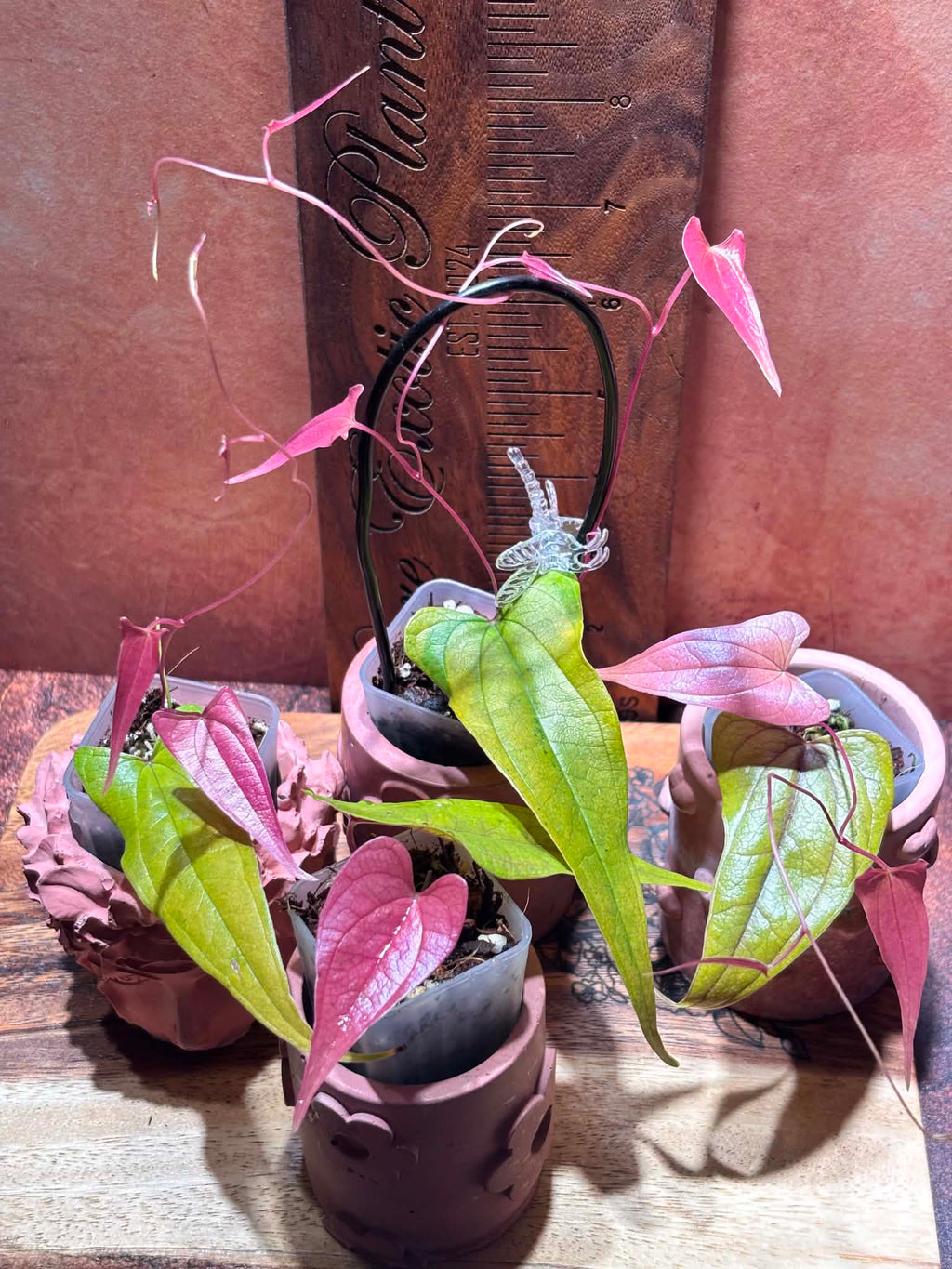 Three Dioscorea plants with heart-shaped light green and vivid pink leaves in cute clay pots against a brown background.