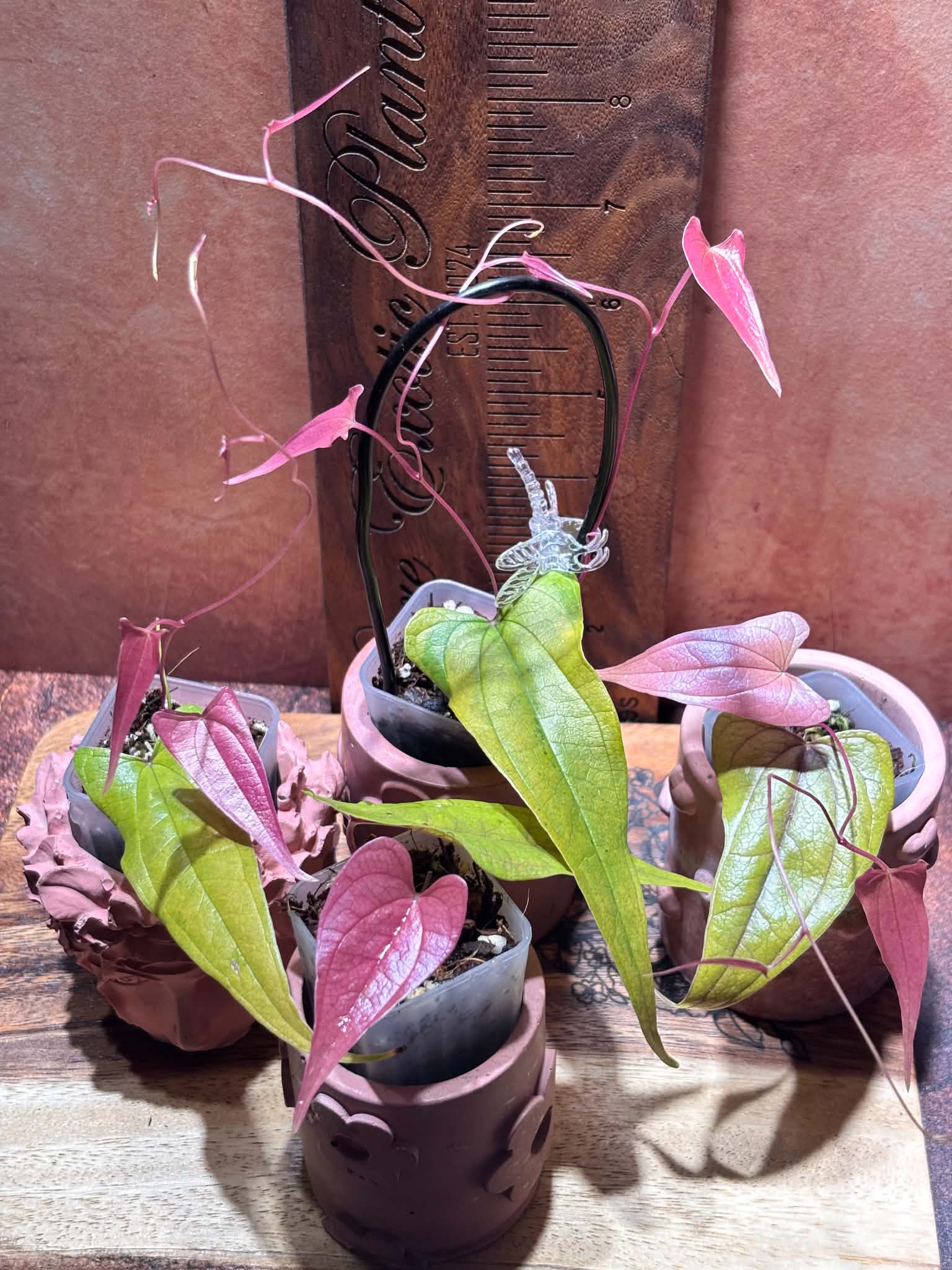 Three Dioscorea plants with heart-shaped light green and vivid pink leaves in cute clay pots against a brown background.