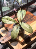 Close-up of Hoya Crassipetiolata 'Splash', with green, oval leaves and silver speckled variegation. 